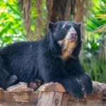 Perú Lidera la Conservación del Oso de Anteojos con Tecnología Satelital Avanzada