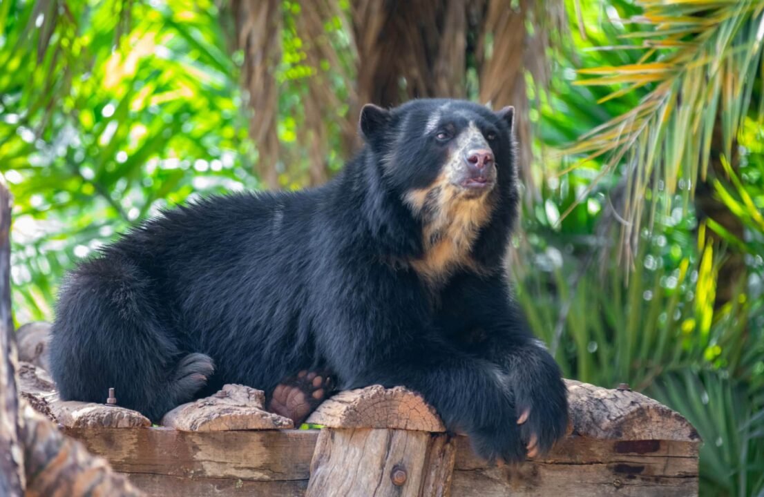 Perú Lidera la Conservación del Oso de Anteojos con Tecnología Satelital Avanzada